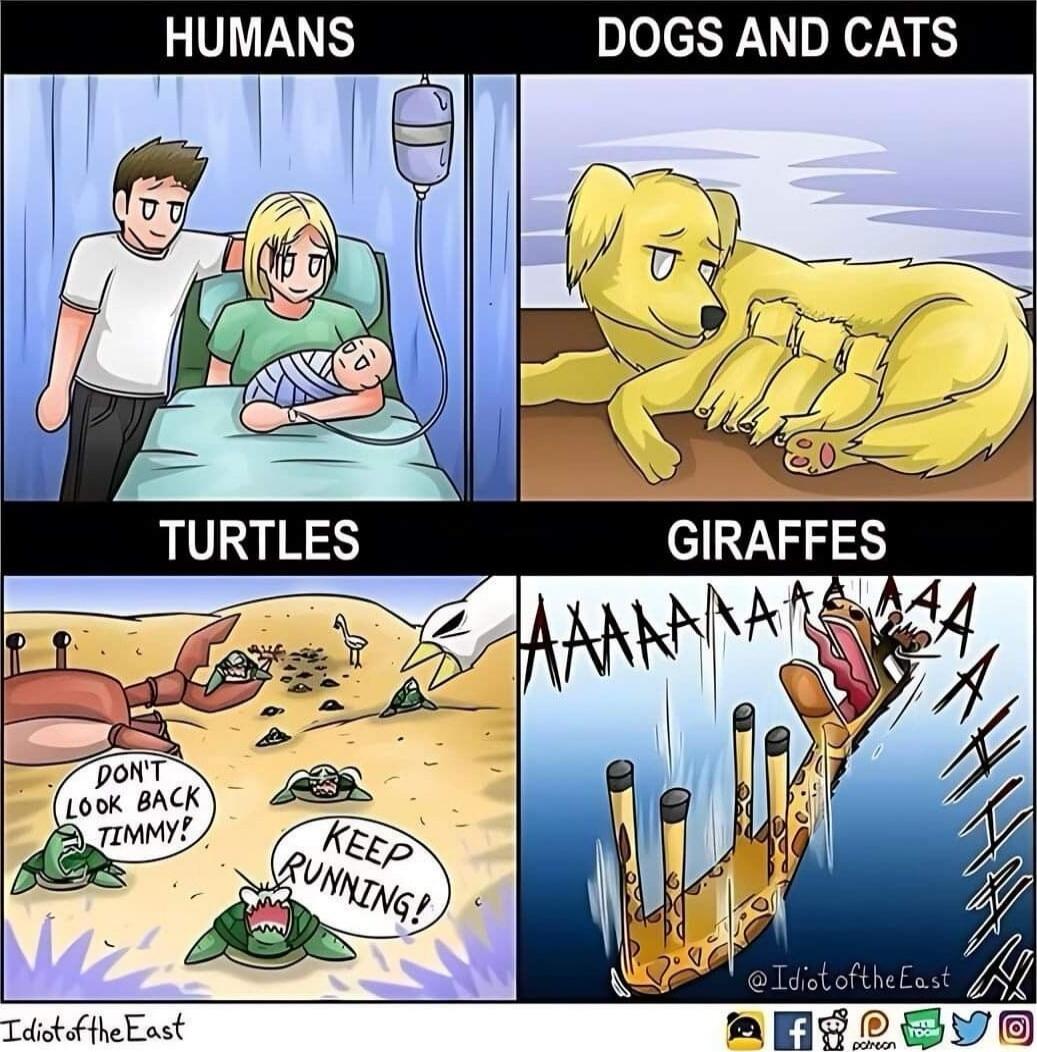 HUMANS | DOGS AND CATS
TURTLES
GIRAFFES
Don't look back Timmy!
Keep running!
AAAAAAAAs (giraffe scream image)
@IdiotoftheEast