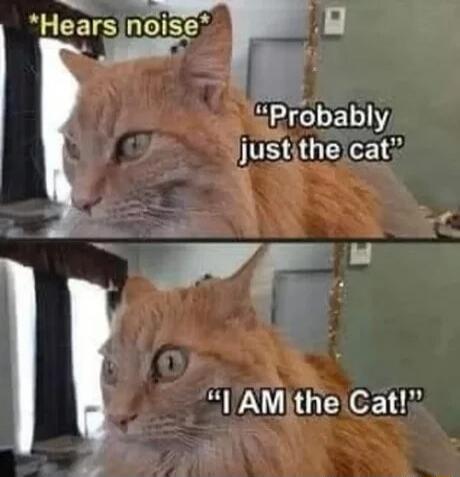 Hears noise
Probably just the cat
I AM the Cat!