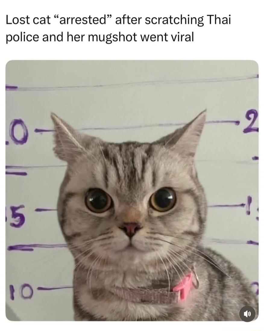 Lost cat “arrested” after scratching Thai police and her mugshot went viral