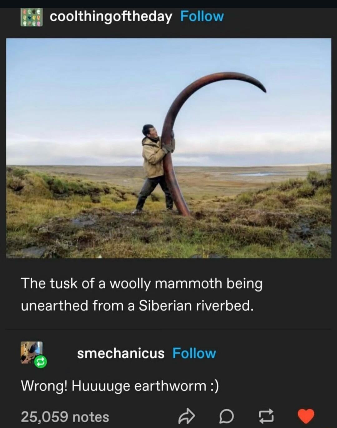 The tusk of a woolly mammoth being unearthed from a Siberian riverbed. Wrong! Huuuuge earthworm :)