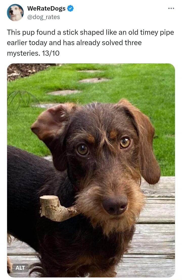 This pup found a stick shaped like an old timey pipe earlier today and has already solved three mysteries. 13/10