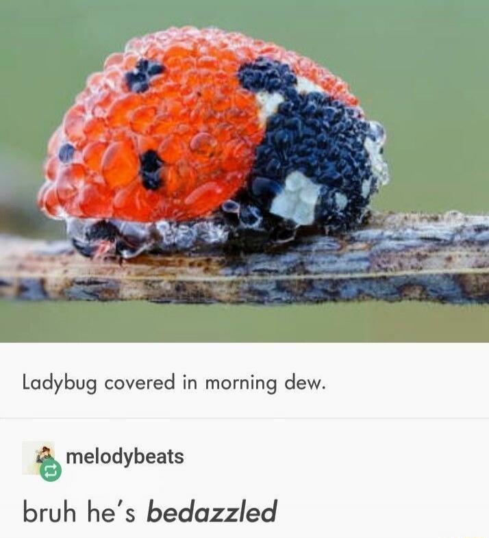 Ladybug covered in morning dew.
bruh he’s bedazzled