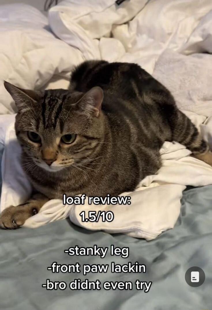loaf review: 1.5/10 -stanky leg -front paw lackin -bro didnt even try