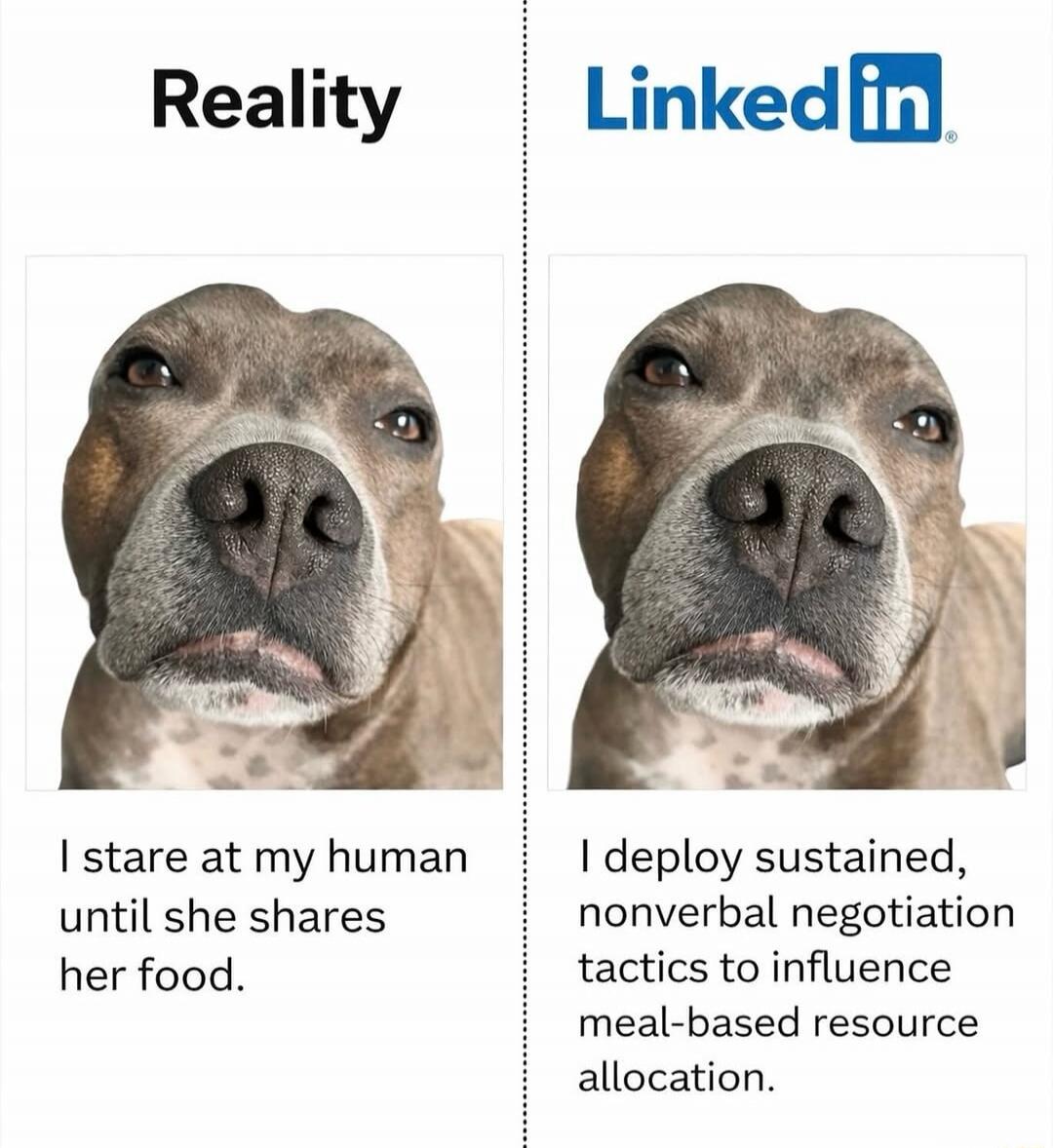 Reality
I stare at my human until she shares her food.
LinkedIn
I deploy sustained, nonverbal negotiation tactics to influence meal-based resource allocation.