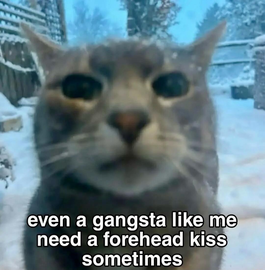 even a gangsta like me need a forehead kiss sometimes