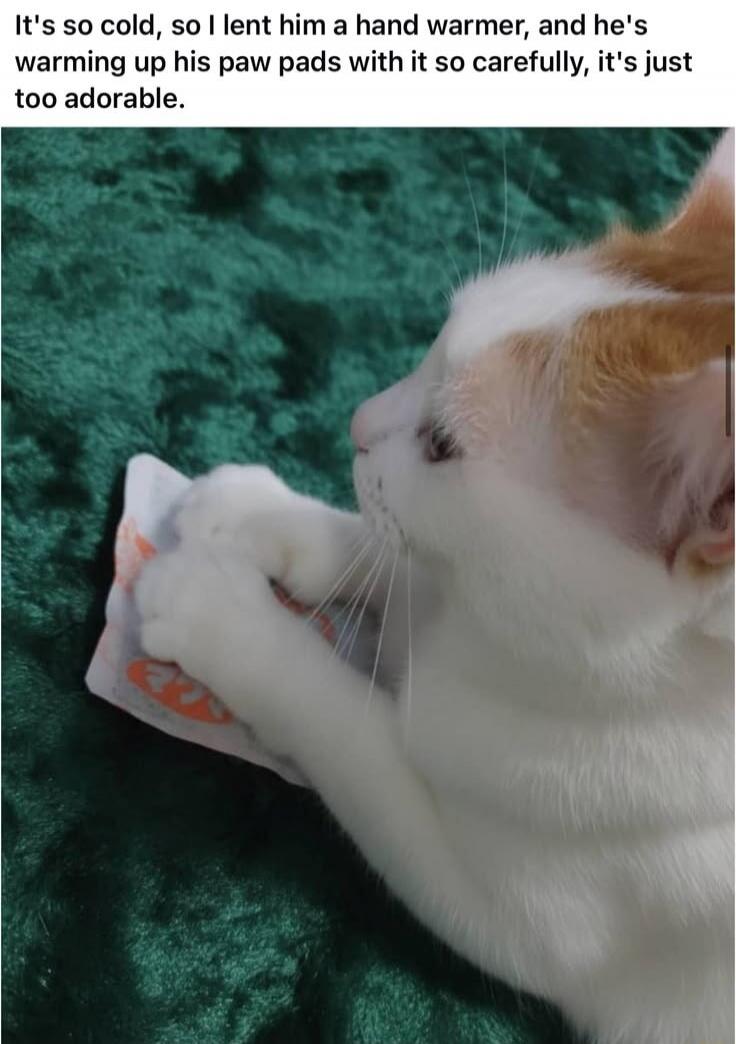 It's so cold, so I lent him a hand warmer, and he's warming up his paw pads with it so carefully, it's just too adorable.