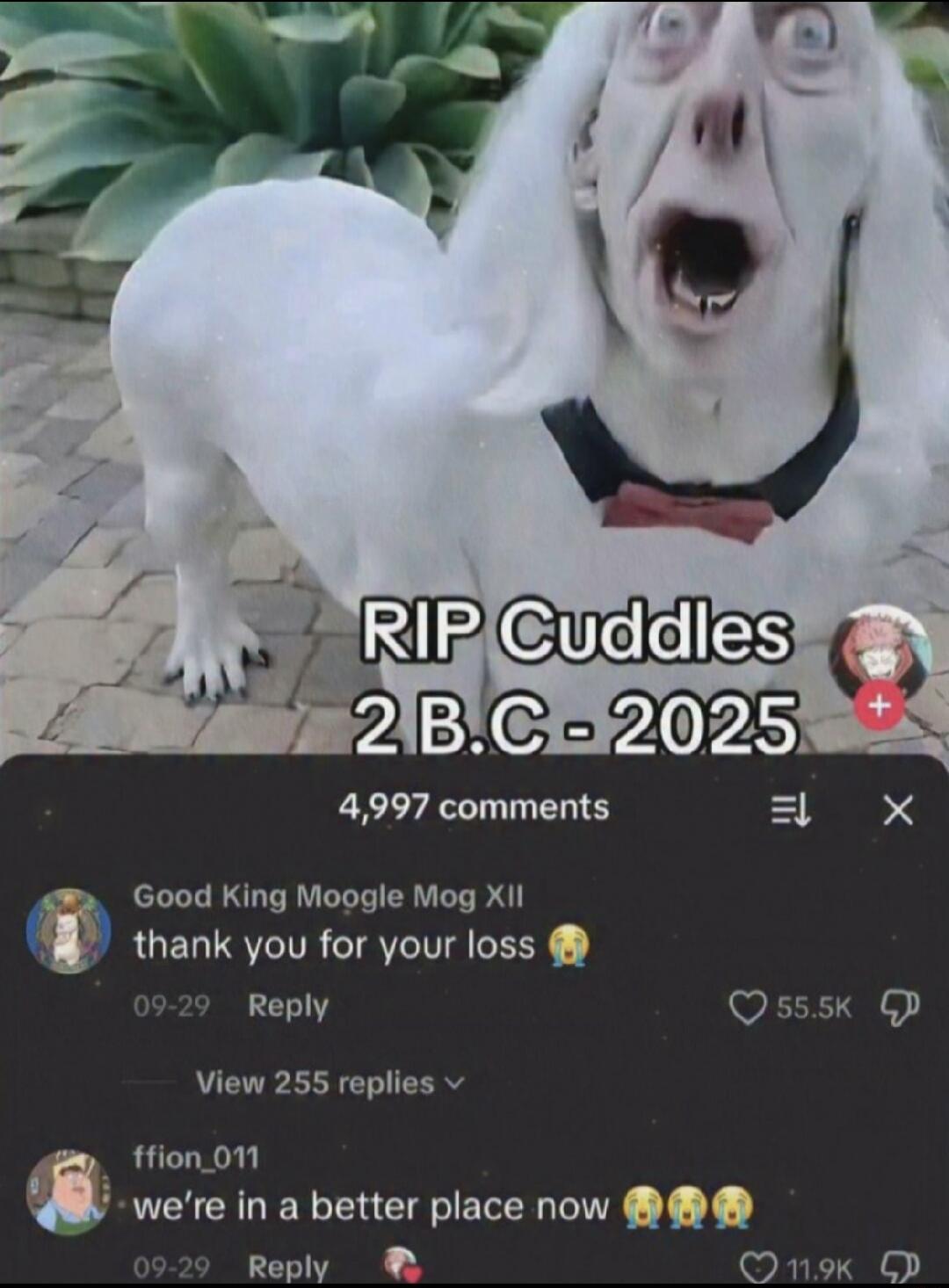 RIP Cuddles 2 B.C - 2025
4,997 comments
Good King Moogle Mog XII: thank you for your loss 😢
View 255 replies
ftion_011: we're in a better place now 😭😭