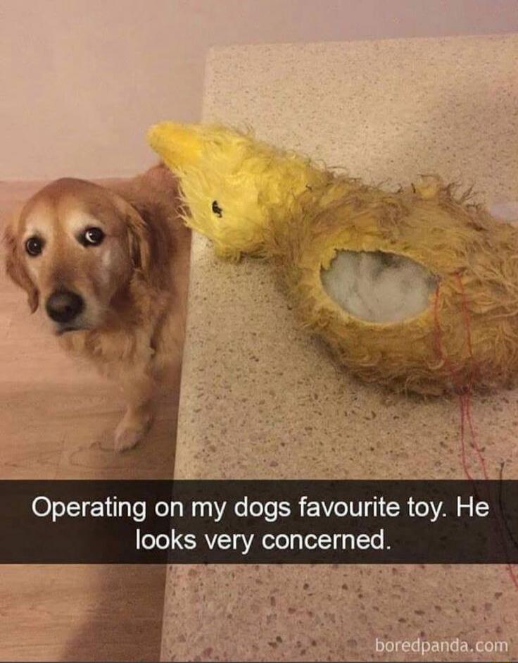 Operating on my dogs favourite toy. He looks very concerned.