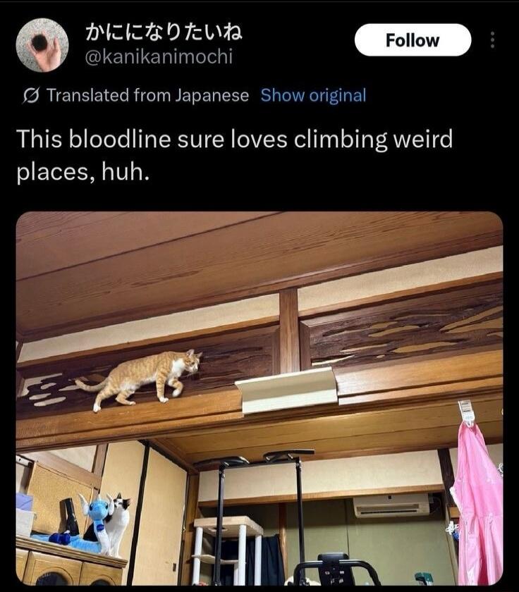 This bloodline sure loves climbing weird places, huh.