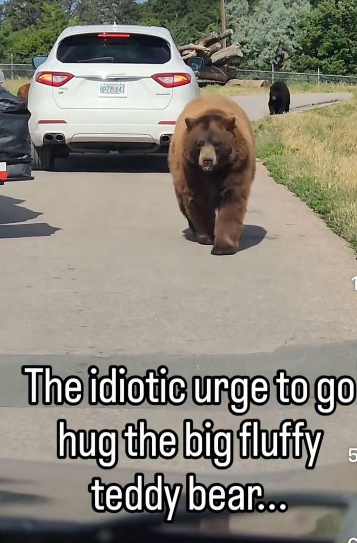 The idiotic urge to go hug the big fluffy teddy bear...