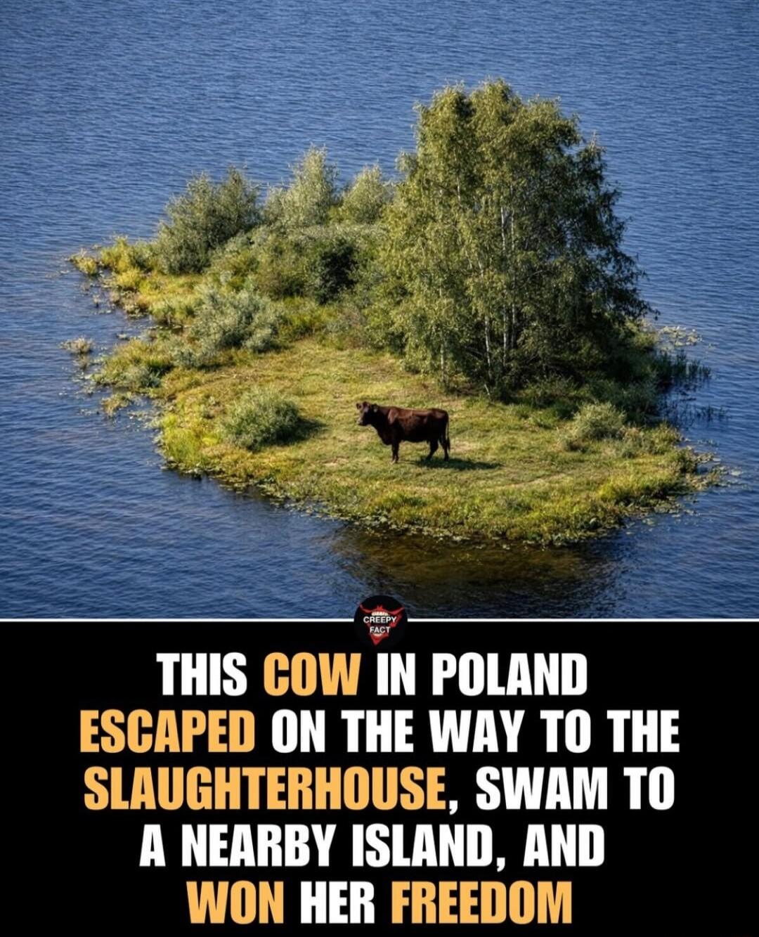 THIS COW IN POLAND ESCAPED ON THE WAY TO THE SLAUGHTERHOUSE, SWAM TO A NEARBY ISLAND, AND WON HER FREEDOM