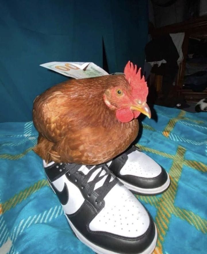 Uma galinha está sentada em cima de um par de tênis brancos e pretos, com uma etiqueta presa nela.