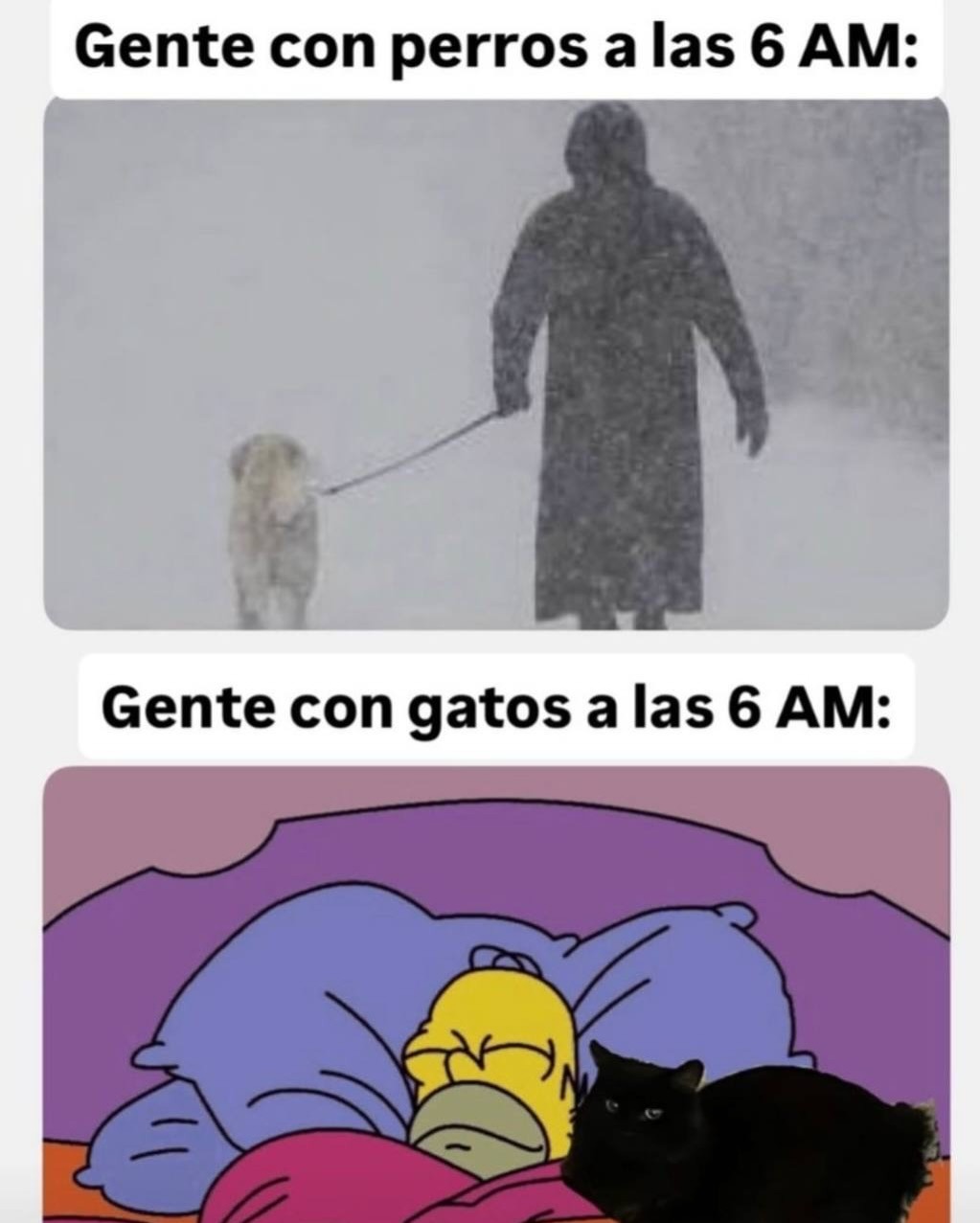Gente con perros a las 6 AM:
Gente con gatos a las 6 AM: