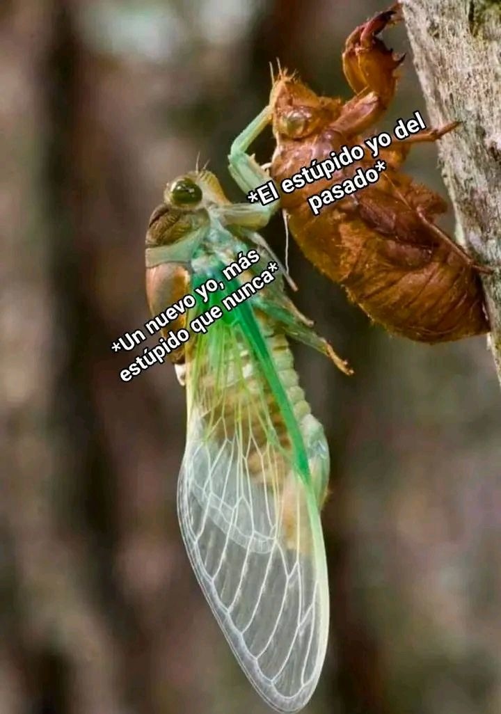 *Un nuevo yo, más estúpido que nunca*
*El estúpido yo del pasado*