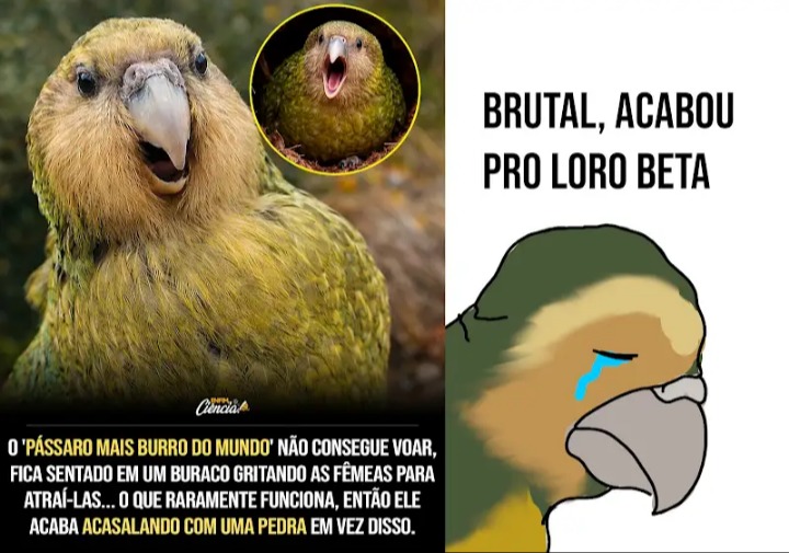 O PÁSSARO MAIS BURRO DO MUNDO NÃO CONSEGUE VOAR FICA SENTADO EM UM RAMO GRITANDO PARA AS FÊMEAS PARA ATRAÍ-LAS... OU QUE DE VERDADE FUNCIONA. ENTÃO ELE ACABA ACASALANDO COM UMA PEDRA EM VEZ DISSO. BRUTAL, ACABOU PRO LORO BETA