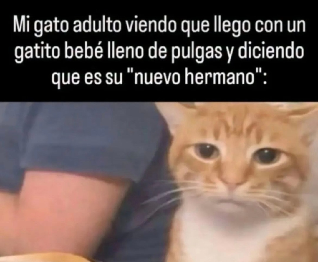 Mi gato adulto viendo que llega con un gatito bebé lleno de pulgas y diciendo que es su 
