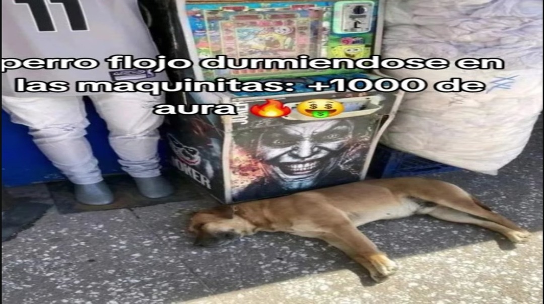 perro flojo durmiendose en las maquinitas: +1000 de aura 🔥😴