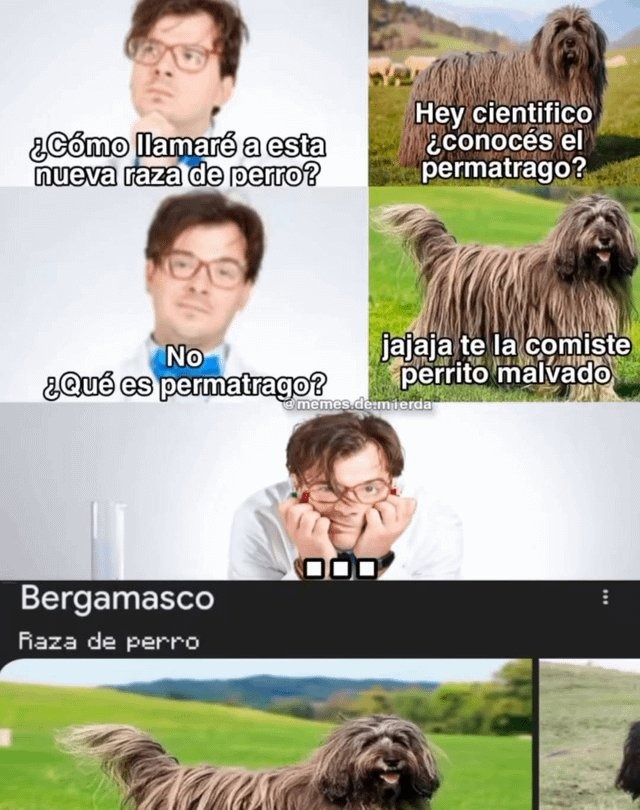 ¿Cómo llamaré a esta nueva raza de perro?
No ¿Qué es permatrago?
Hey científico ¿conocés el permatrago?
jajaja te la comiste perrito malvado
Bergamascos
Raza de perro