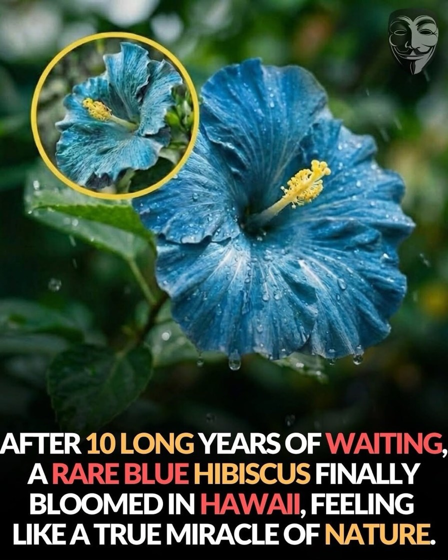 AFTER 10 LONG YEARS OF WAITING, A RARE BLUE HIBISCUS FINALLY BLOOMED IN HAWAII, FEELING LIKE A TRUE MIRACLE OF NATURE.