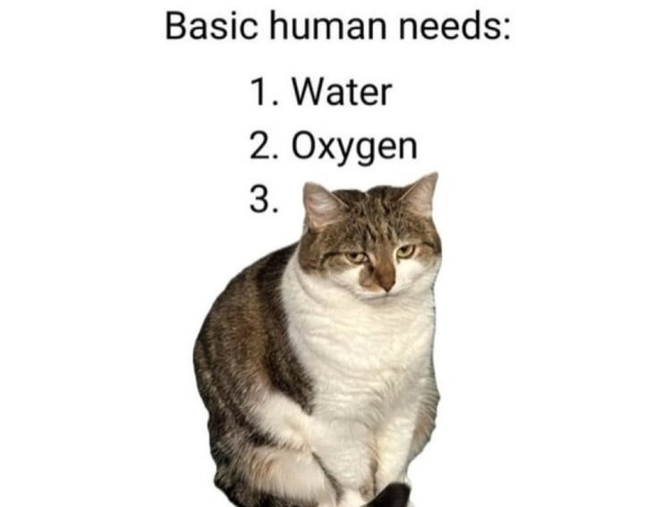 Basic human needs:
1. Water
2. Oxygen
3. [cat]