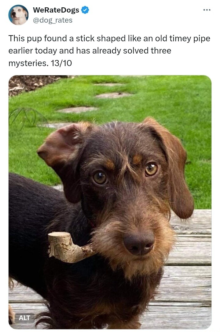 This pup found a stick shaped like an old timey pipe earlier today and has already solved three mysteries. 13/10