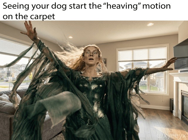 Seeing your dog start the “heaving” motion on the carpet