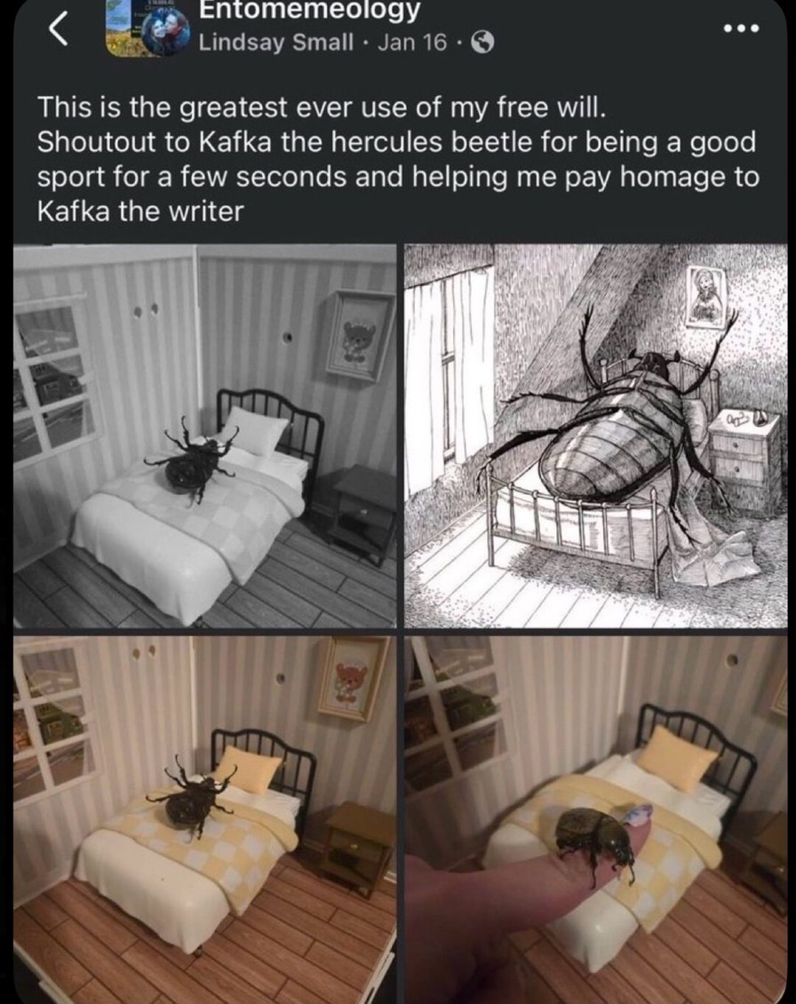 This is the greatest ever use of my free will. Shoutout to Kafka the Hercules beetle for being a good sport for a few seconds and helping me pay homage to Kafka the writer