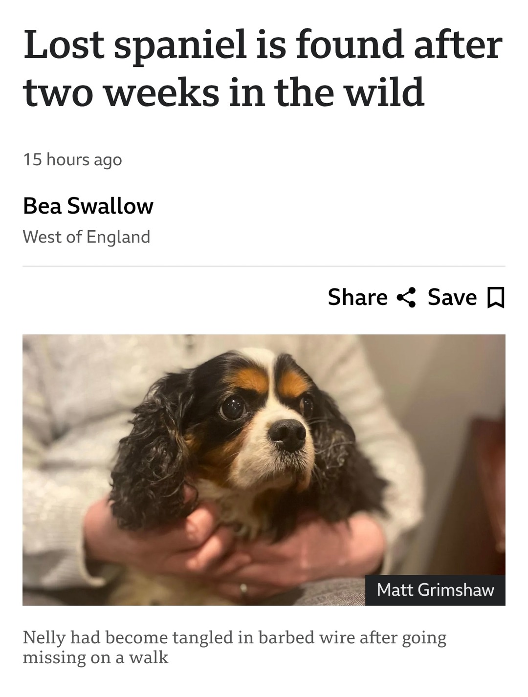 Lost spaniel is found after two weeks in the wild

15 hours ago

Bea Swallow
West of England

Share  Save

[Photo: A Cavalier/Spaniel with long ears being held gently] 

Nelly had become tangled in barbed wire after going missing on a walk

Matt Grimshaw