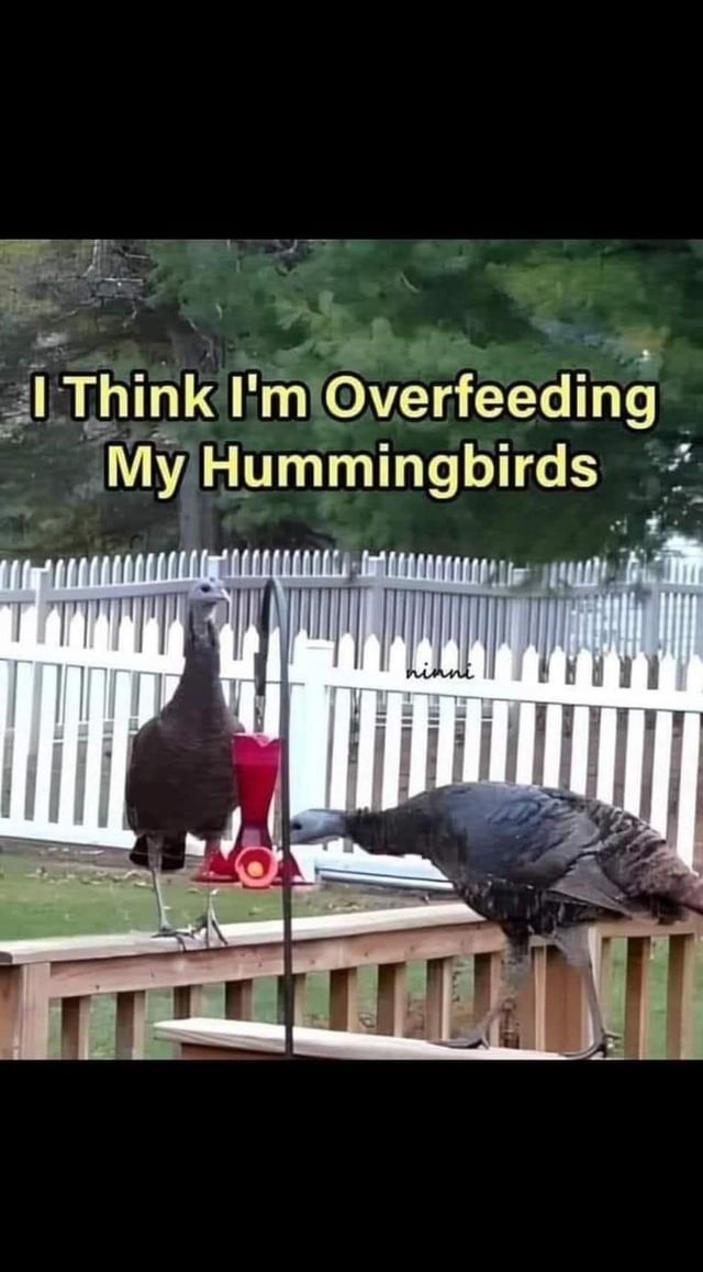 I Think I'm Overfeeding My Hummingbirds