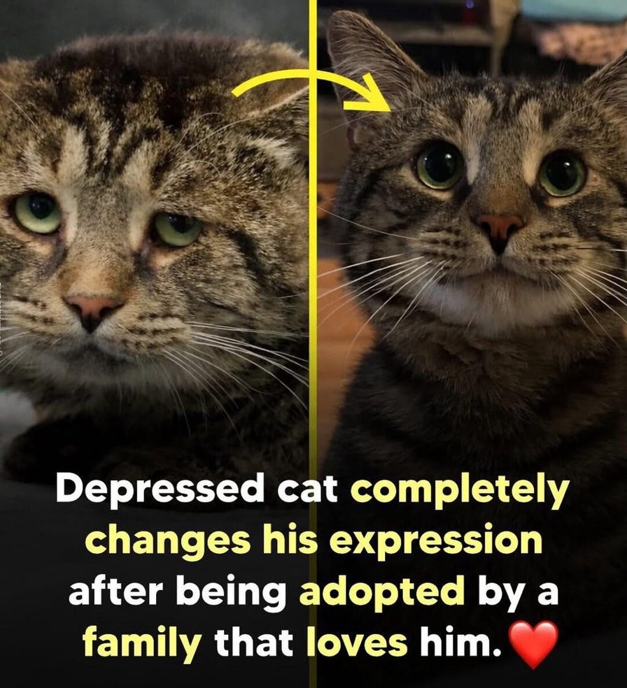 Depressed cat completely changes his expression after being adopted by a family that loves him. ❤️