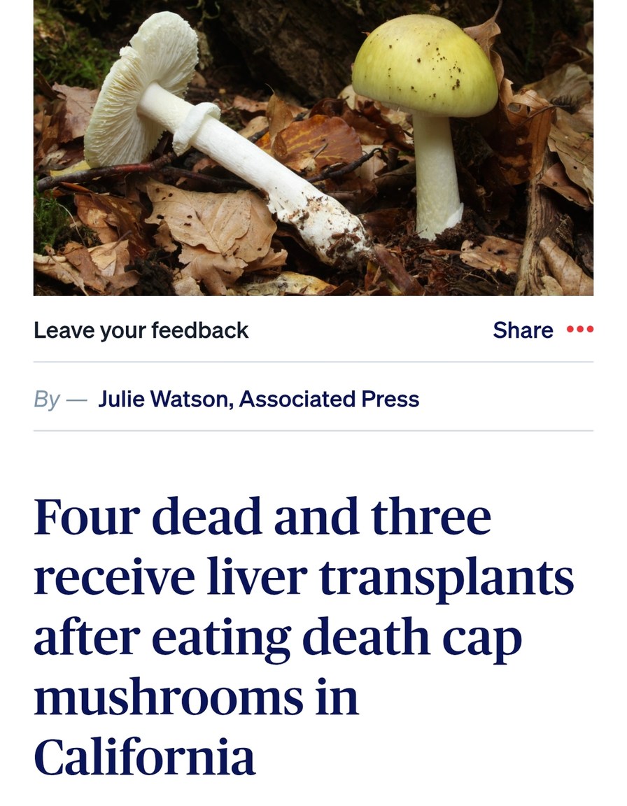 Four dead and three receive liver transplants after eating death cap mushrooms in California