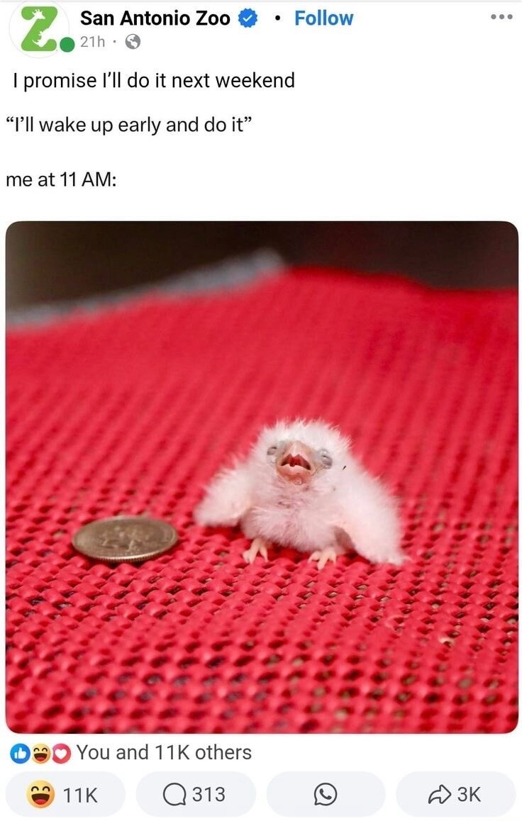 I promise I’ll do it next weekend
“I’ll wake up early and do it”
me at 11 AM: