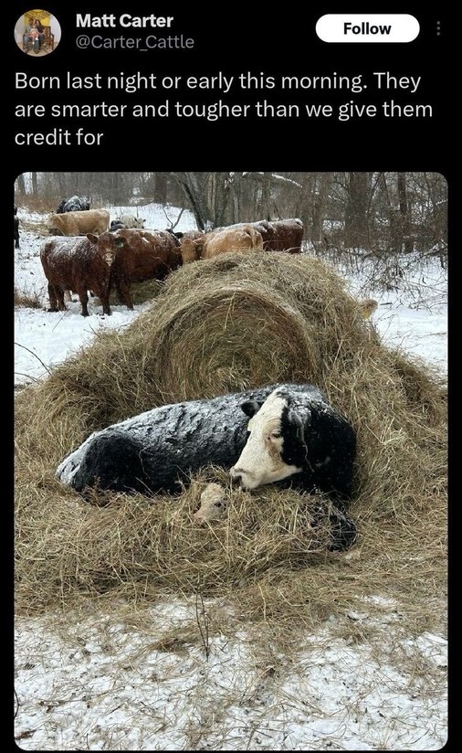 Born last night or early this morning. They are smarter and tougher than we give them credit for