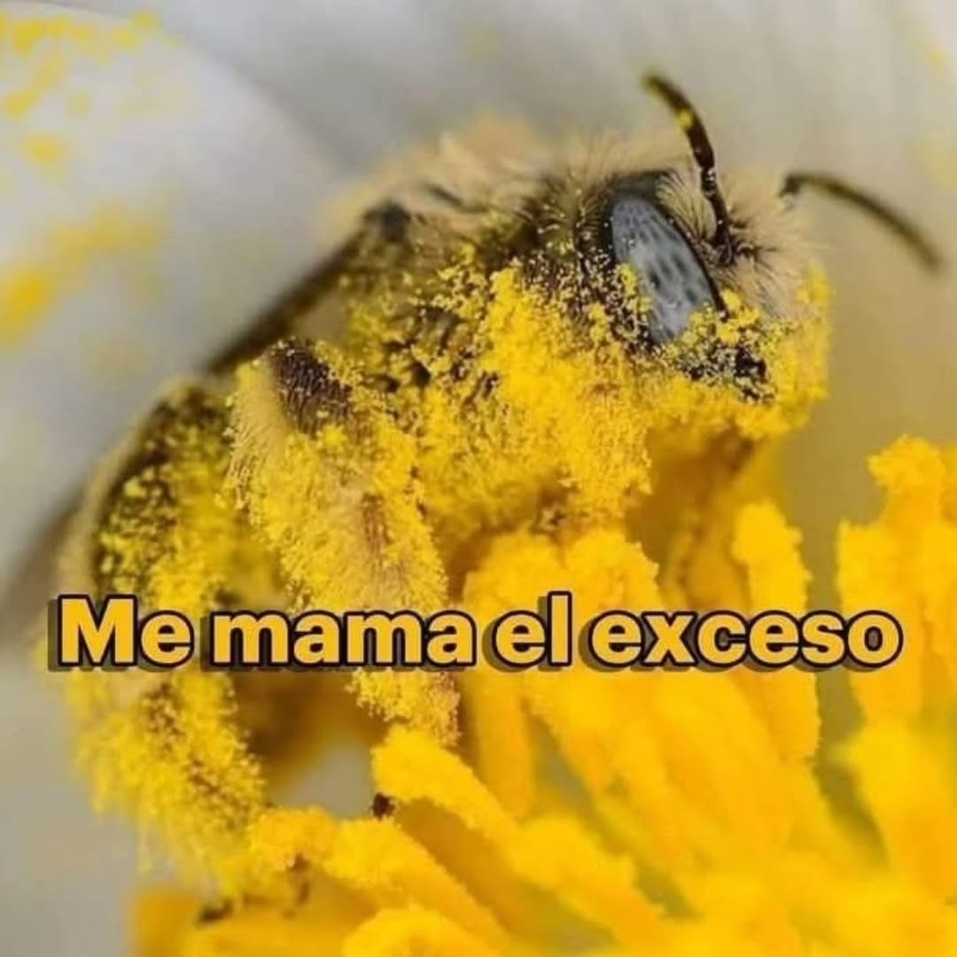 Me mama el exceso