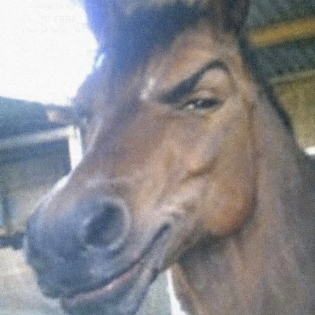 Primer plano de un caballo con una expresión divertida.
