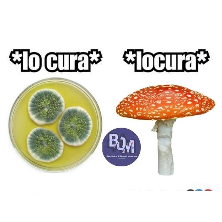 *lo cura* *locura*