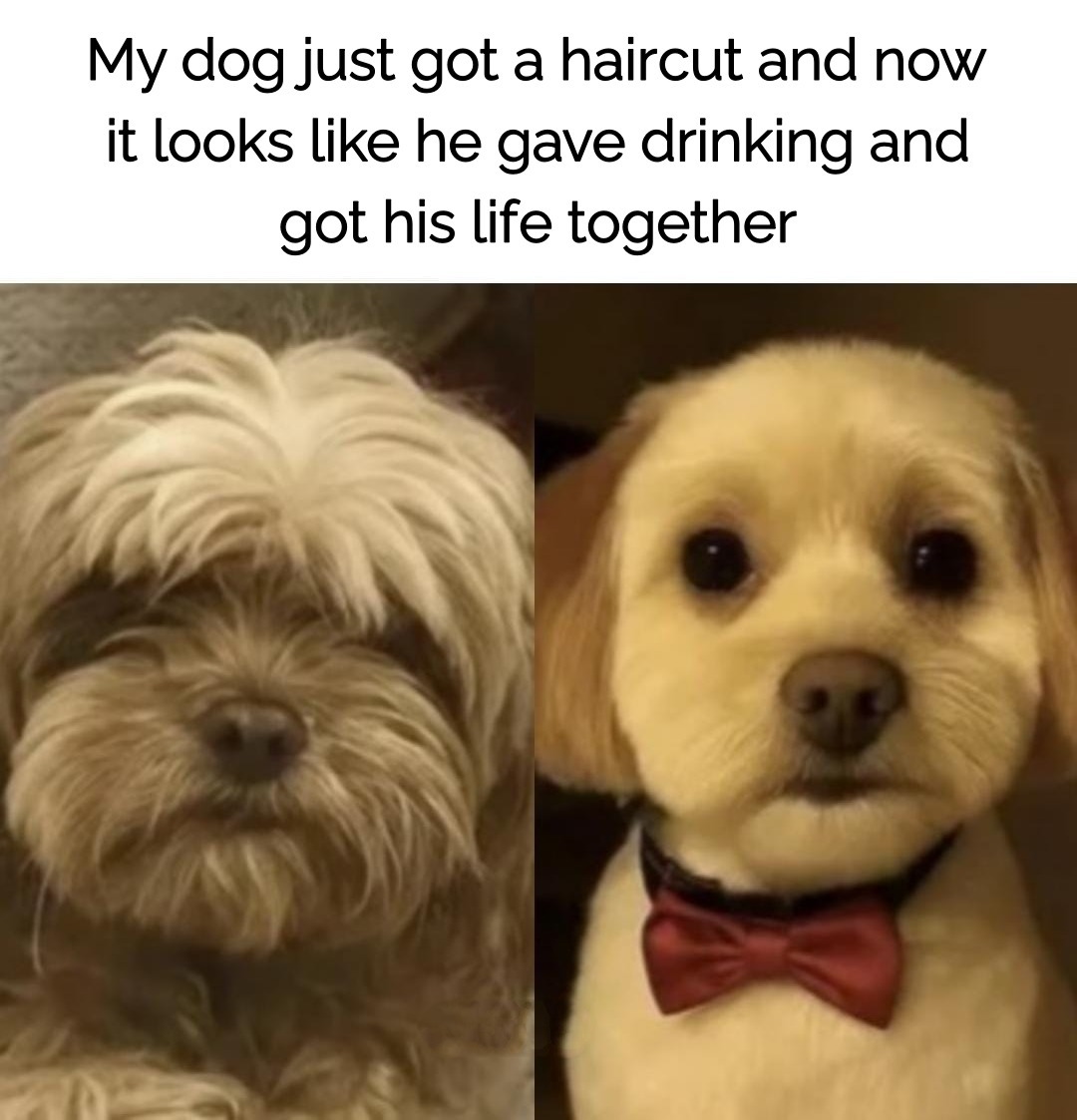 My dog just got a haircut and now it looks like he gave drinking and got his life together