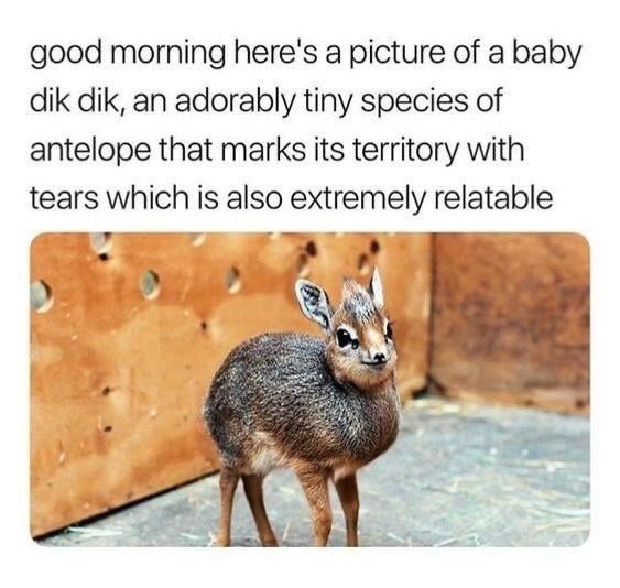 good morning here's a picture of a baby dik dik, an adorably tiny species of antelope that marks its territory with tears which is also extremely relatable