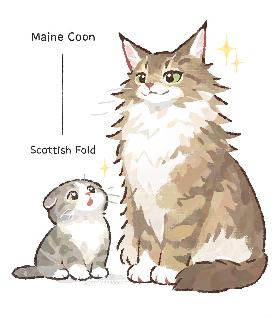Maine Coon
Scottish Fold