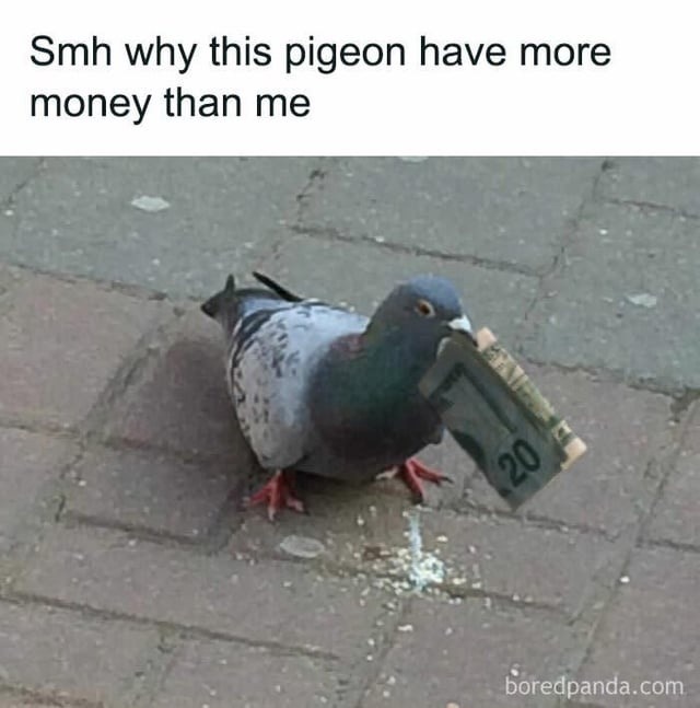 Smh why this pigeon have more money than me