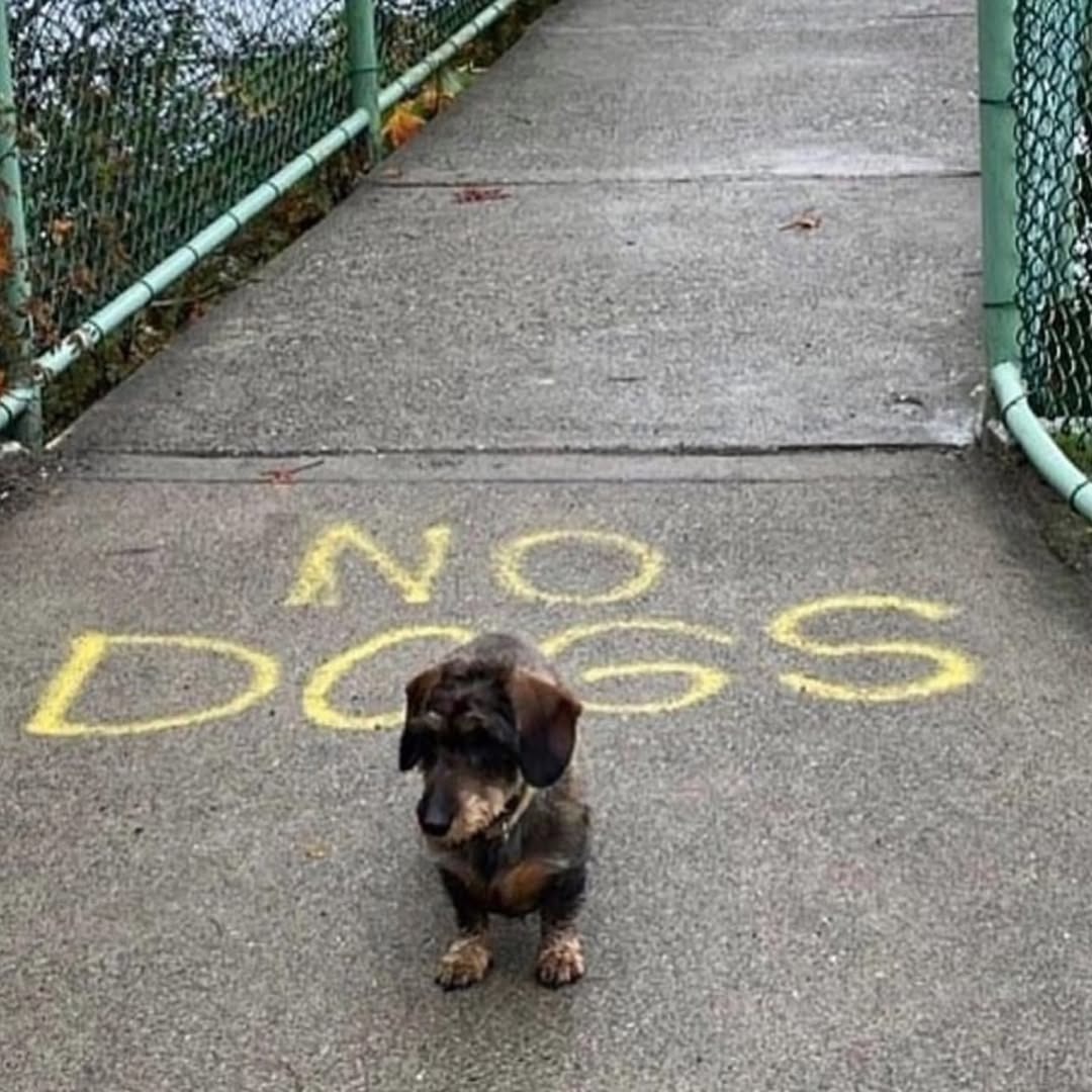 NO DOGS