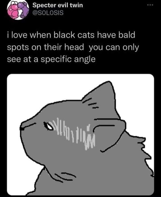i love when black cats have bald spots on their head you can only see at a specific angle
