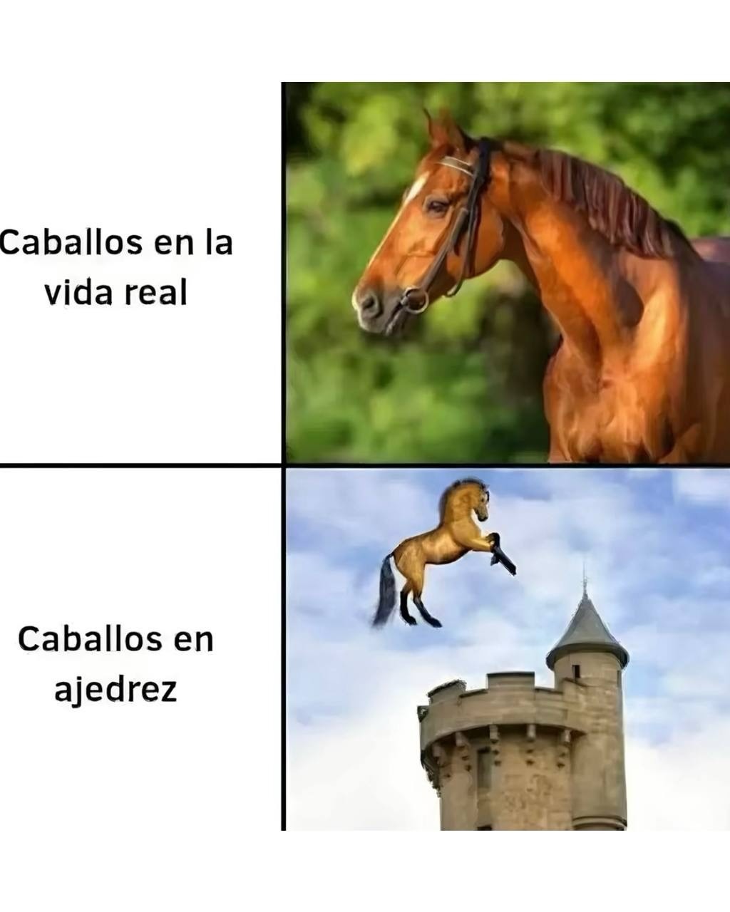 Caballos en la vida real
Caballos en ajedrez