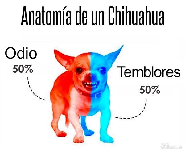 Anatomía de un Chihuahua
Odio 50%
Temblores 50%