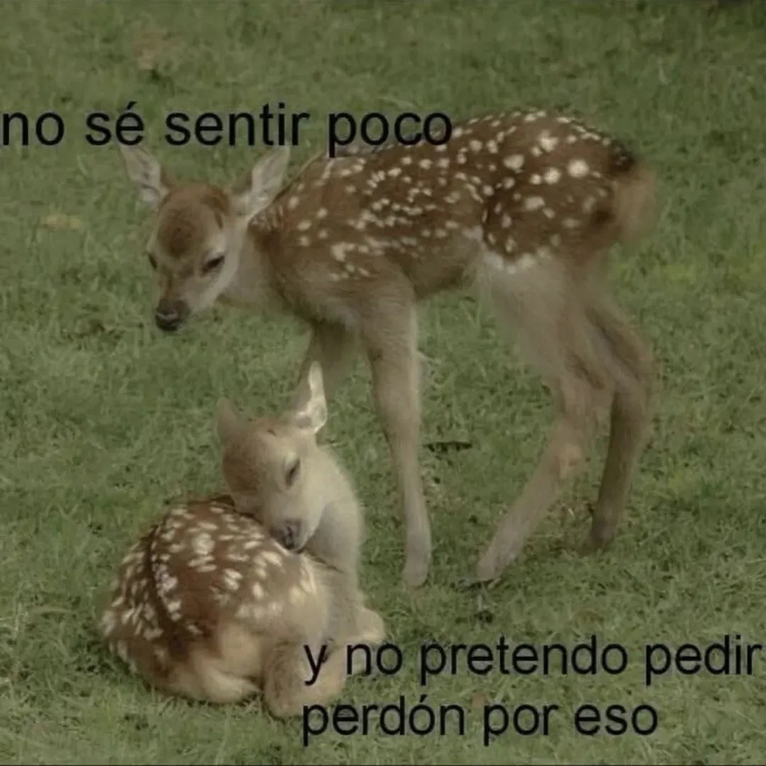 no sé sentir poco y no pretendo pedir perdón por eso