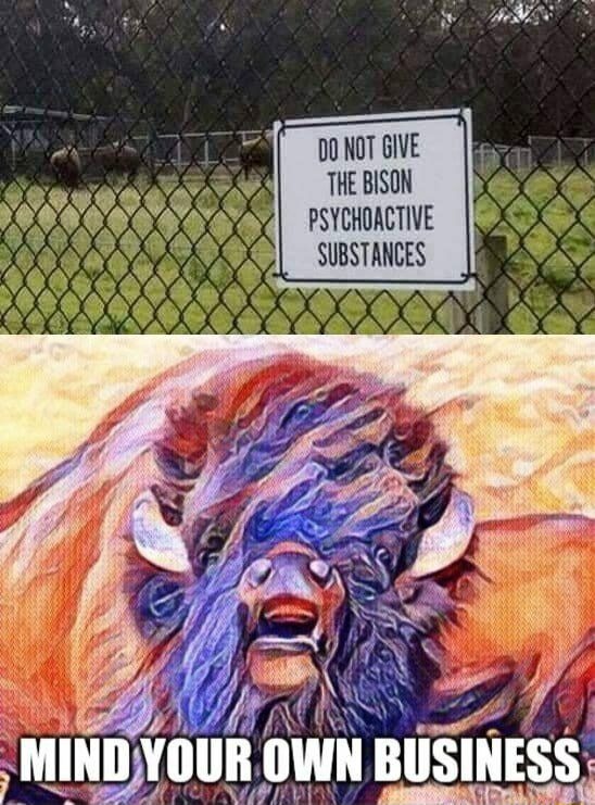 DO NOT GIVE THE BISON PSYCHOTIC SUBSTANCES
MIND YOUR OWN BUSINESS