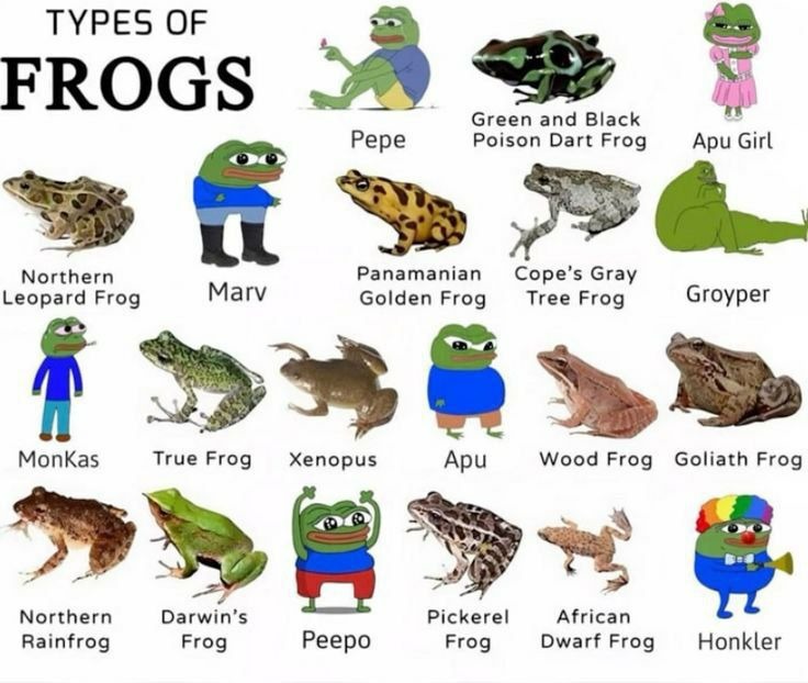TYPES OF FROGS
Pepe
Green and Black Poison Dart Frog
Apu Girl
Northern Leopard Frog
Marv
Panamanian Golden Frog
Cope's Gray Tree Frog
Groyper
MonKas
True Frog
Xenopus
Apu
Wood Frog
Goliath Frog
Northern Rainfrog
Darwin's Frog
Peepo
Pickerel Frog
African Dwarf Frog
Honlkler