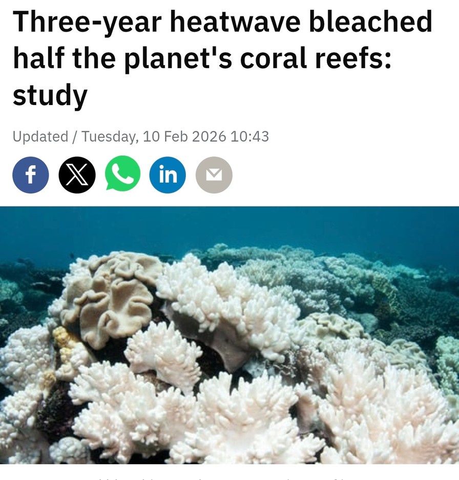 Three-year heatwave bleached half the planet's coral reefs: study