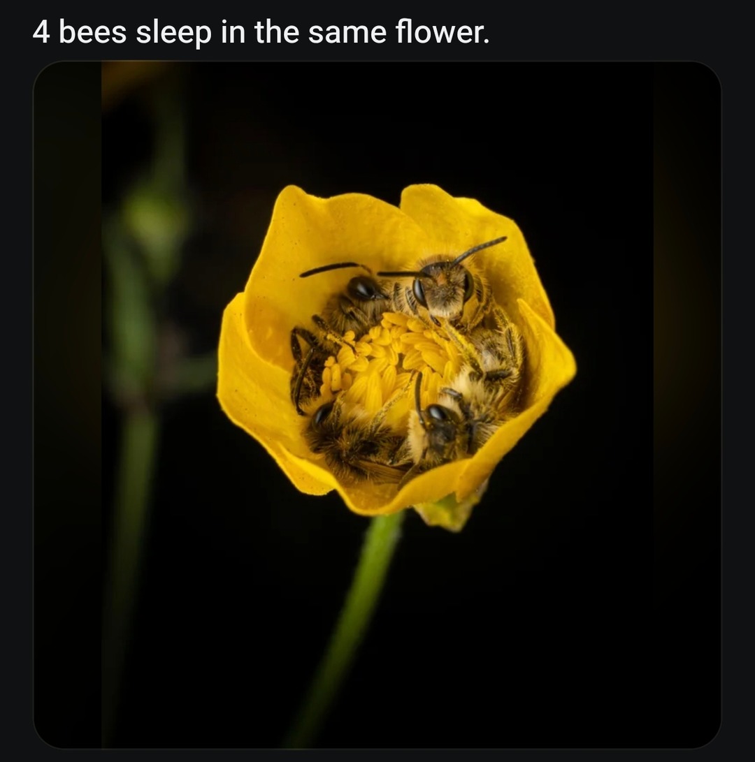4 bees sleep in the same flower.