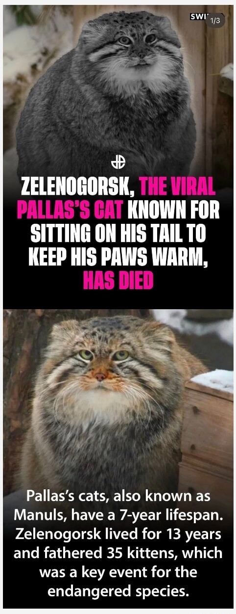 Zelenogorsk, The viral Pallas's cat known for sitting on his tail to keep his paws warm, has died. Pallas's cats, also known as Manuls, have a 7-year lifespan. Zelenogorsk lived for 13 years and fathered 35 kittens, which was a key event for the endangered species.